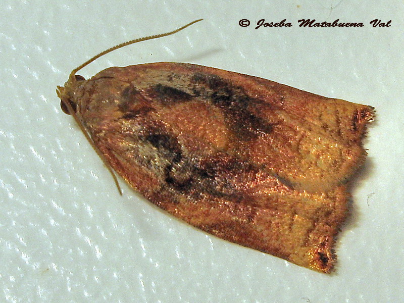 Archips podana maschio - Tortricidae